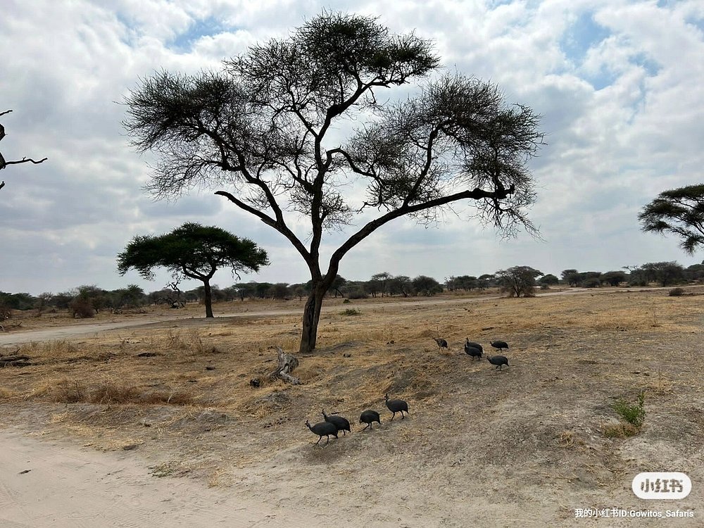 2 Days Satisfying Safari to Tarangire and Ngorongoro gallery image